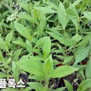 만첩