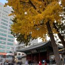 [ 덕수궁 ] 서울단풍 명소 추천 아이와 함께 떠나는 가을 단풍 여행