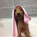 코오롱애견 이미지