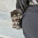 꽃강아지 이미지