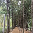 경춘선솔밭길 이미지