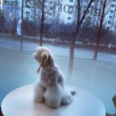 메모리펫살롱 이미지