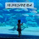 아기랑 가볼만한 곳| &lt;아쿠아플라넷 광교&gt; 할인 주차 수유실 tip