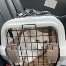 다온동물병원 | [동물병원] 부산 다온동물병원 대연동 다온동물병원(부산 동물병원 추천)