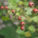 (주)윈터그린 이미지