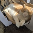 시범반도카림공인중개사사무소 | 화성 청계동 동탄역 시범 반도유보라 4차 매매 전세, 아이 키우기 좋은 카림 상가 학원가 인프라 분석!