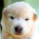 멍멍이가족 이미지