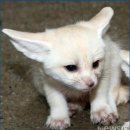 아이뻐라 Daum카페