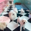 올리브네 펫살롱 이미지