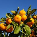 허니농장 이미지