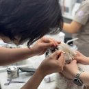경기 서현동물병원 강아지 눈물의 이유 유루증이 아닐 수도 있습니다.