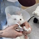 고양이 미용실 방울선생 네이버블로그