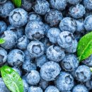 블루베리 이미지