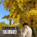 좌학근린공원 | 대구근교 단풍놀이 - 은행나무에서의 추억을 담고 온 하루(2022.11.10 기준) with. 아이엔젤 아기띠