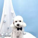 견생의하루 펫살롱 일산본점 이미지