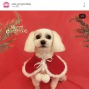 미소댕댕 이미지