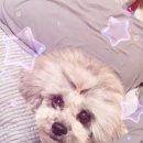 시드니종합동물병원 이미지