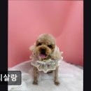 꼬리살랑 | {부천, 강아지, 고양이, 애견미용, 추천!) 꼬리살랑 부천 꼬리살랑, 편안한 애견미용