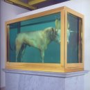 황금송아지 이미지