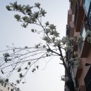 경대반점