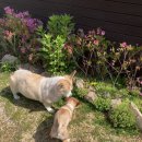 재키애견 이미지