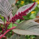 아마란스 이미지