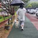 멍실 | 청주애견유치원 멍실유치원&amp;애견호텔 후기