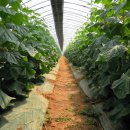 성운농장 이미지