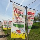 배일호 | [부여 여행] 4월 지역 축제 아름다운 유채꽃 경관! 부여 세도 방울토마토&amp;유채꽃 축제 후기