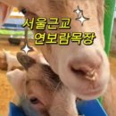 보람목장 이미지