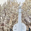 (주)성진정비 서김해지점 | 김해 목련숲 실시간 개화, 직접 가보니 주차는 어디가 편할까