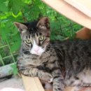 평강공주 이미지