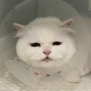 압구정동물의료센터 이미지