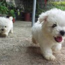 아기강아지 이미지