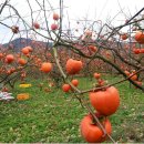 초호영농조합법인 이미지