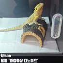 스마일 | 울산 남구 파충류샵 디노이드 애완 도마뱀, 뱀 분양 가능한 곳 내돈내산 후기