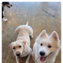 다산 애견훈련소 이미지