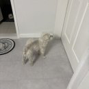 하울링 | 양산 증산 물금 애견훈련 분리불안 짖음 하울링 행동교정 후기