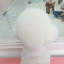 그루밍_light 이미지