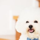 펫밀리 이미지