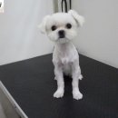 원당애견미용 이미지