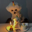 너를닮은케이크 | 대전강아지케이크 꿀단지 생일 너를닮은케이크