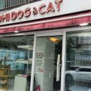 분당 요미독앤캣 강아지분양 고양이분양 이미지