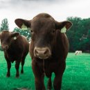 가오도서관 이미지