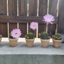 안대머리농가민박 이미지