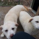 광교산동물병원 이미지