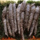 고씨네 농장 이미지