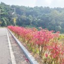 소나무풍경 이미지