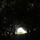 올레길국수 이미지