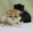 캐터리엔(cattery-n) 이미지